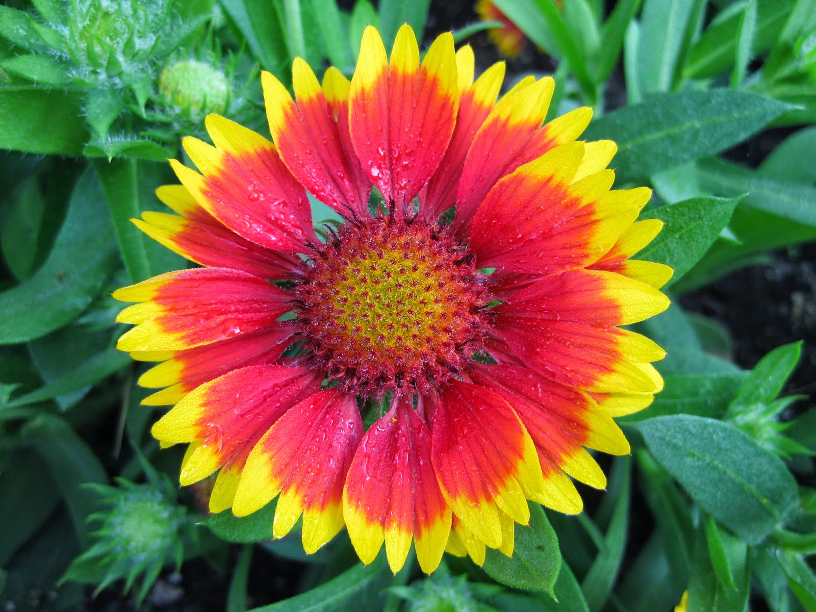 Rotary Botanical Gardens Hort Blog Blanket Flowers Galore!