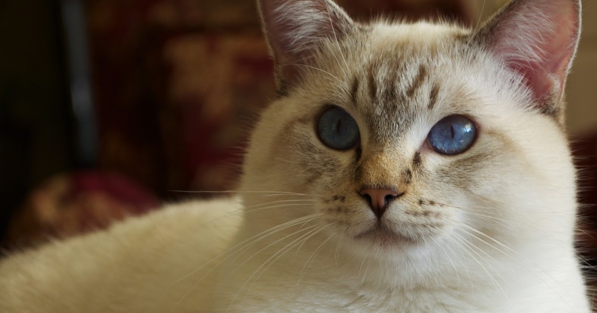 Baliwest Available chocolate lynx point male