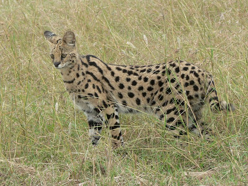 800px Serval in Tanzania