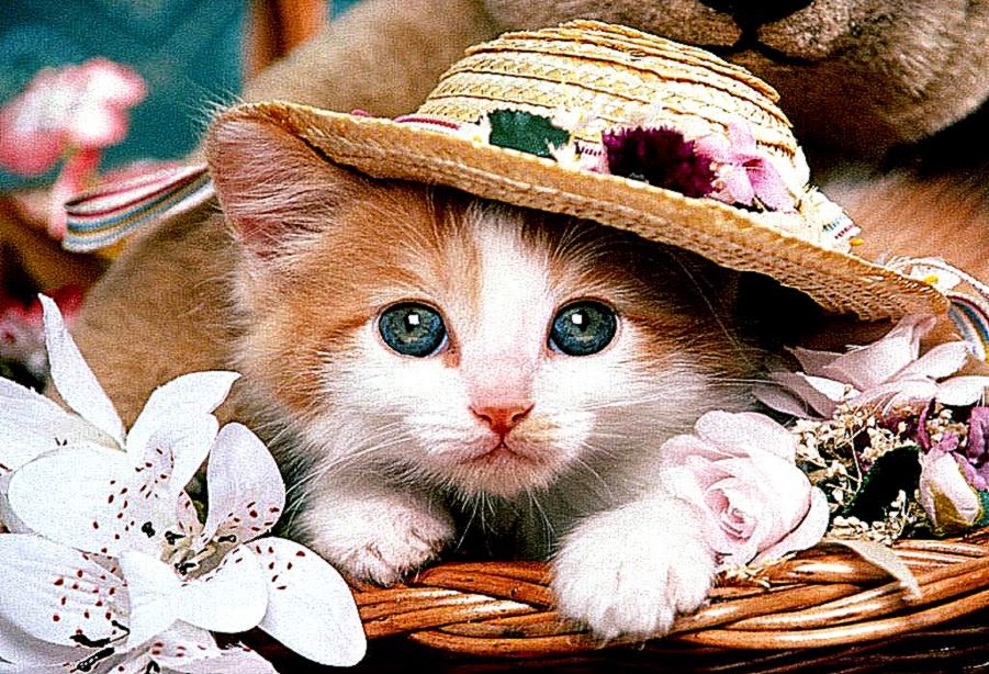 Cute Cat Desktop Photos