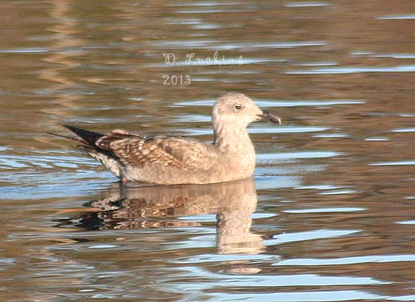 killdeers phoebes and finches and ducks fun gulls and killdeers phoebes and finches and ducks fun gulls and