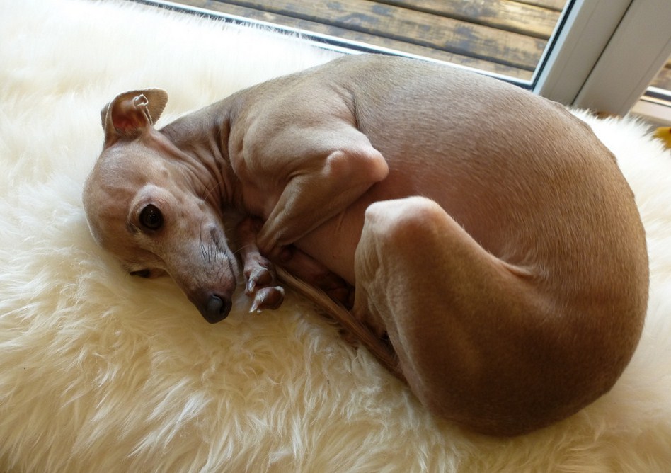 Kleine Bis Mittelgroße Hunderassen, die bellen nicht Hunde Welpen