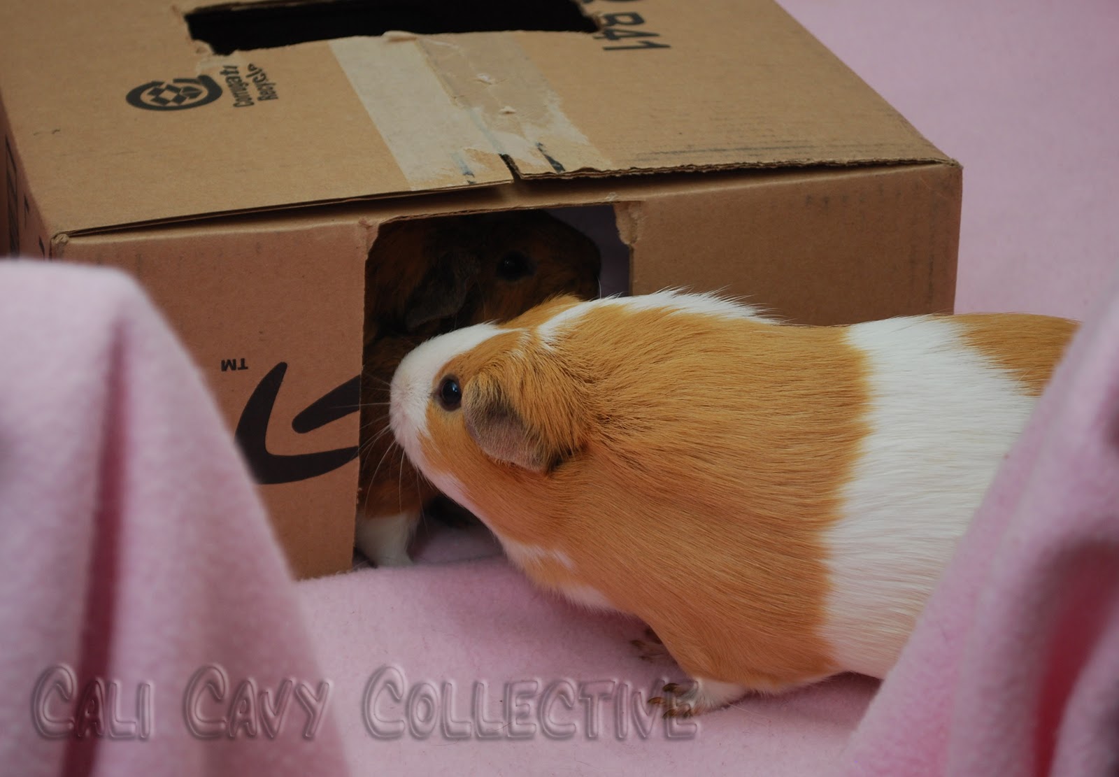 Cali Cavy Collective a blog about all things guinea pig DIY guinea