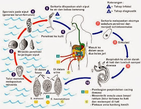 Siklus hidup Schistosoma