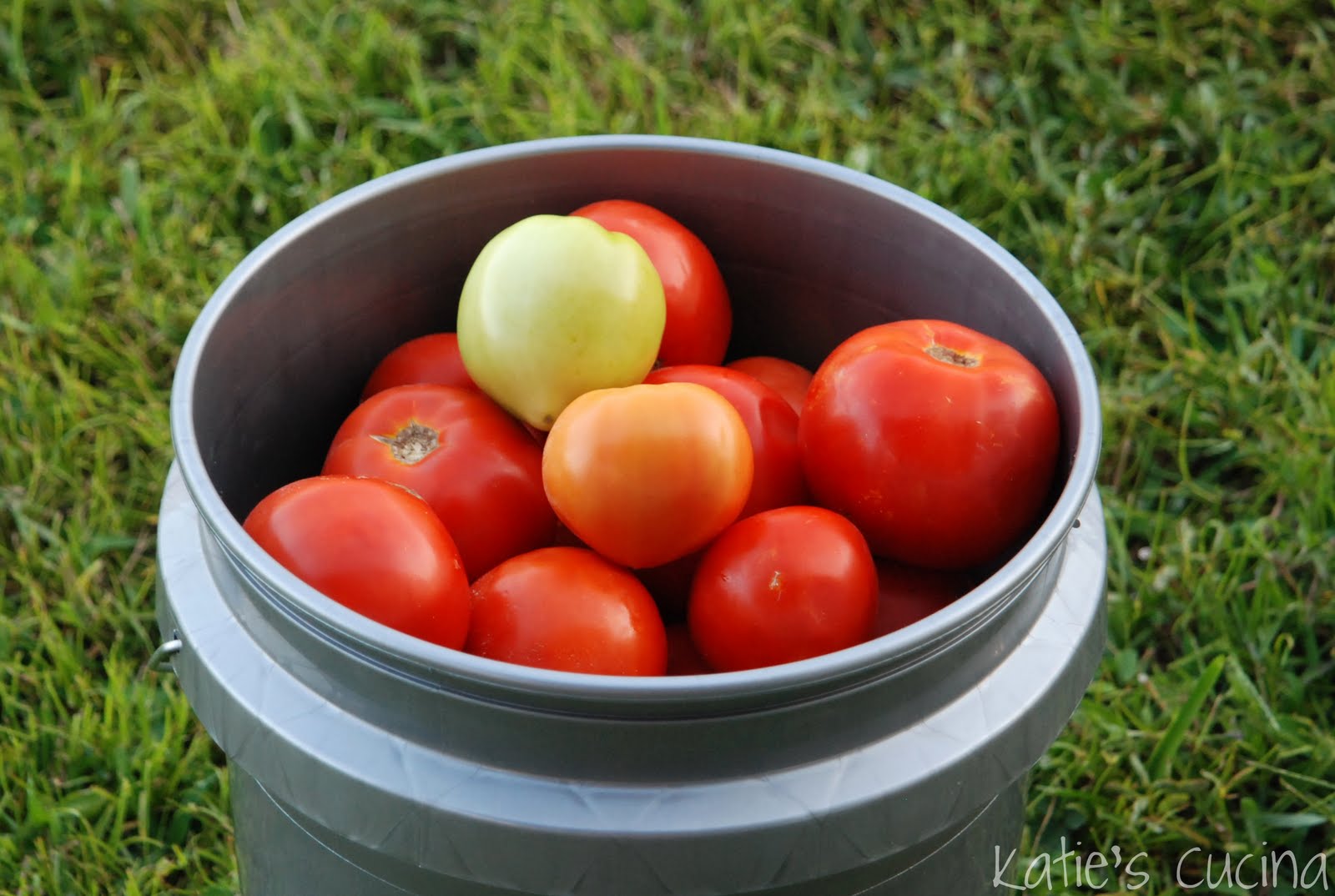 Ruskin Tomatoes Katie's Cucina