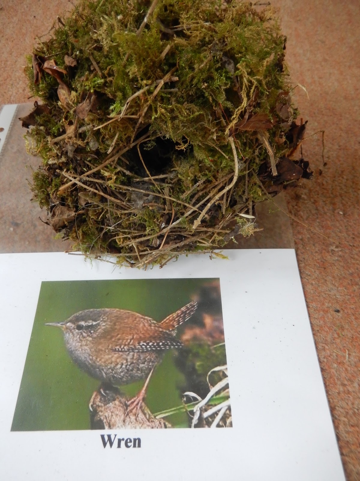 Simon Boyes Some common British birds' nests