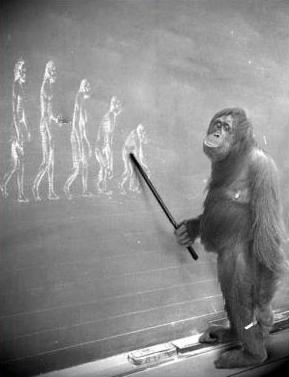 knuckle dragging ape knuckle dragging ape
