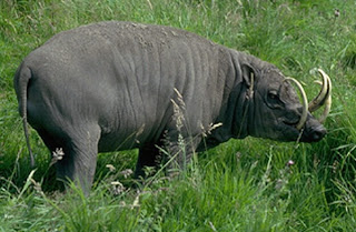 babirusa