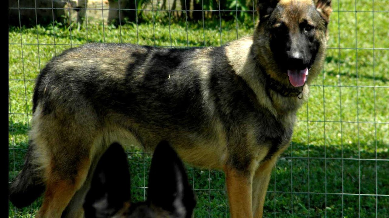 Brindle German Shepherd German Choices