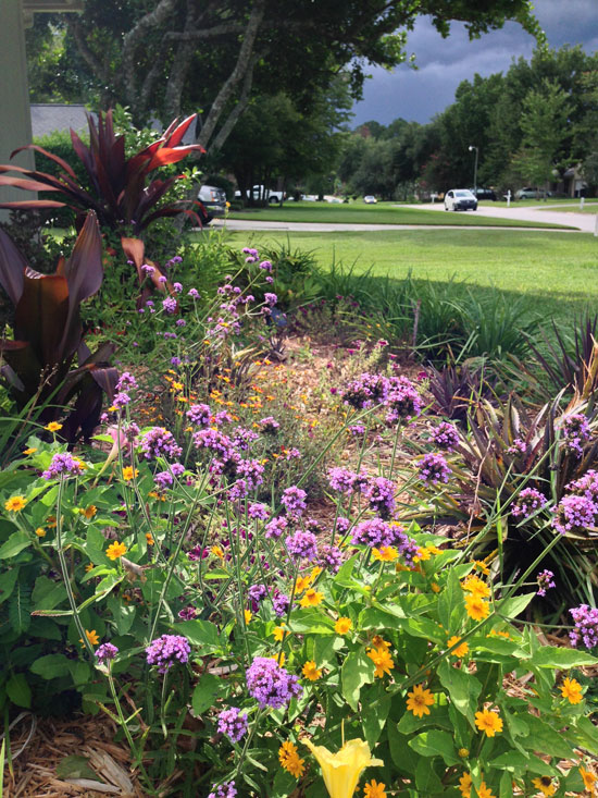 The Rainforest Garden What's Blooming in my July Garden