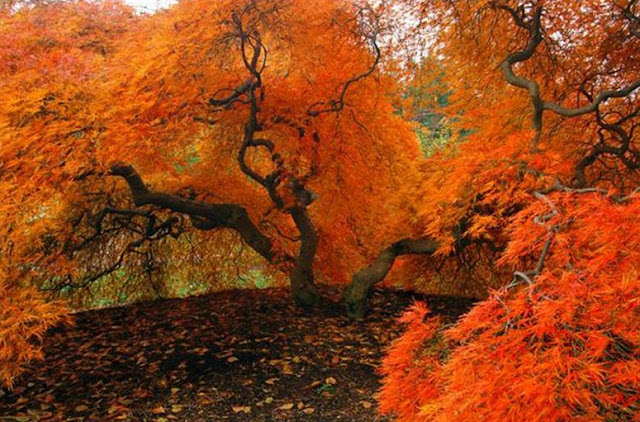 beauty of autumn