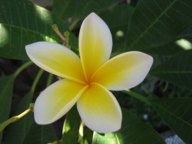 10 kilo bloem bali buddha info bijverdienen op bali 10 kilo bloem bali buddha info bijverdienen op bali