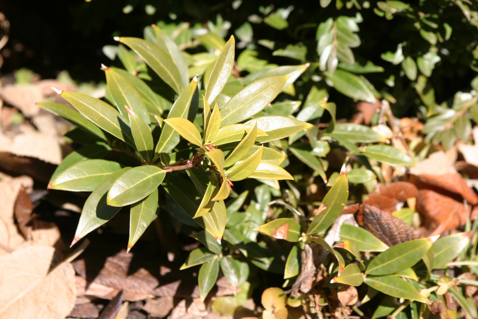 Pankaj Oudhia S Blog On Medicinal Plants Entomotherapy And Tk