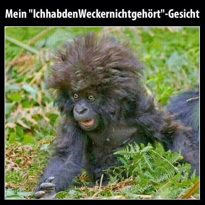 Der PippibärenBlog Immer wieder Samstags 101