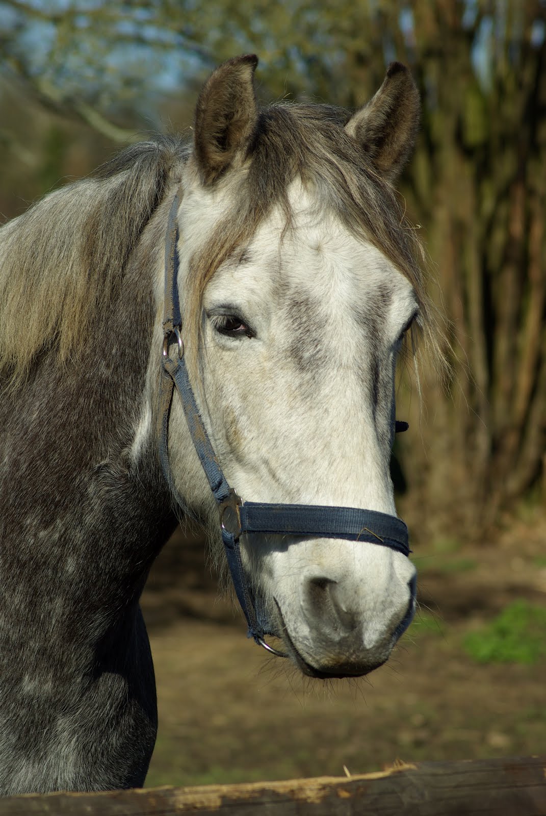 Beds, Herts & Bucks Horses Lusitano Horse Playing Football
