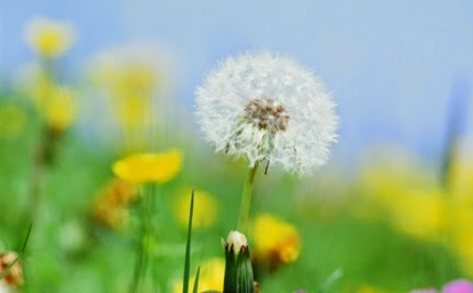 Look at dandelions with new eyes