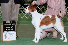 New Grand Champion - GCH Hurricane's Bet'n on the Ace