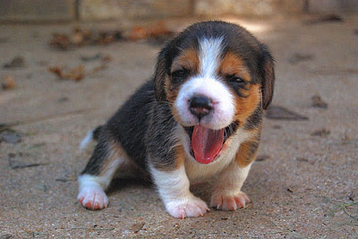 Cute Puppy Dog Pictures
