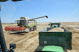 Harvesting barley 2013 with Claas Lexion