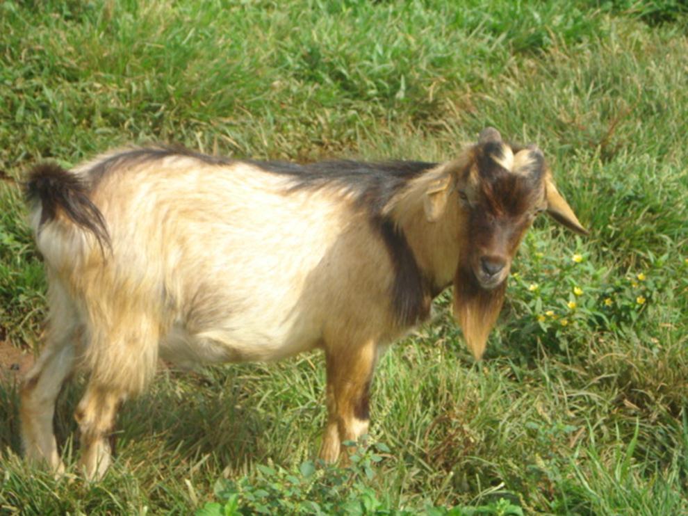 My dad ate one goat for ten years