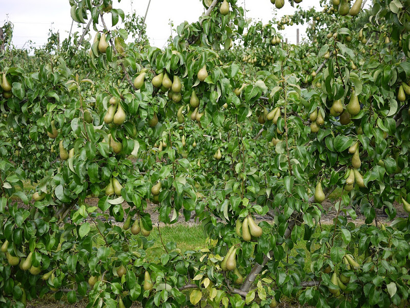 Armut Fidani Ankara Tam Bodur 120 Cm Saksida Fidan Satisi Fide Satisi Internetten Fidan Siparisi Bodur Asili Sertifikali Meyve Fidani Sus Bitkileri