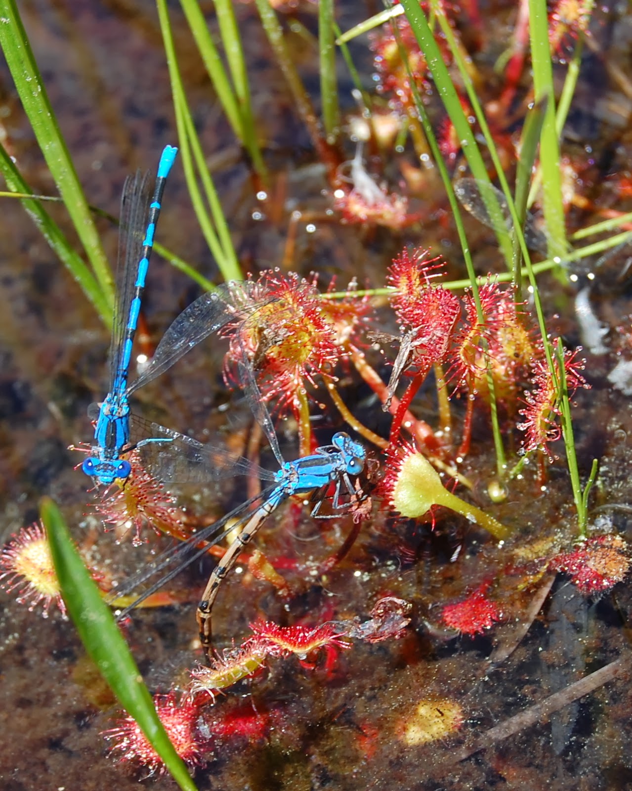 blackoaknaturalist The Hibernaculum