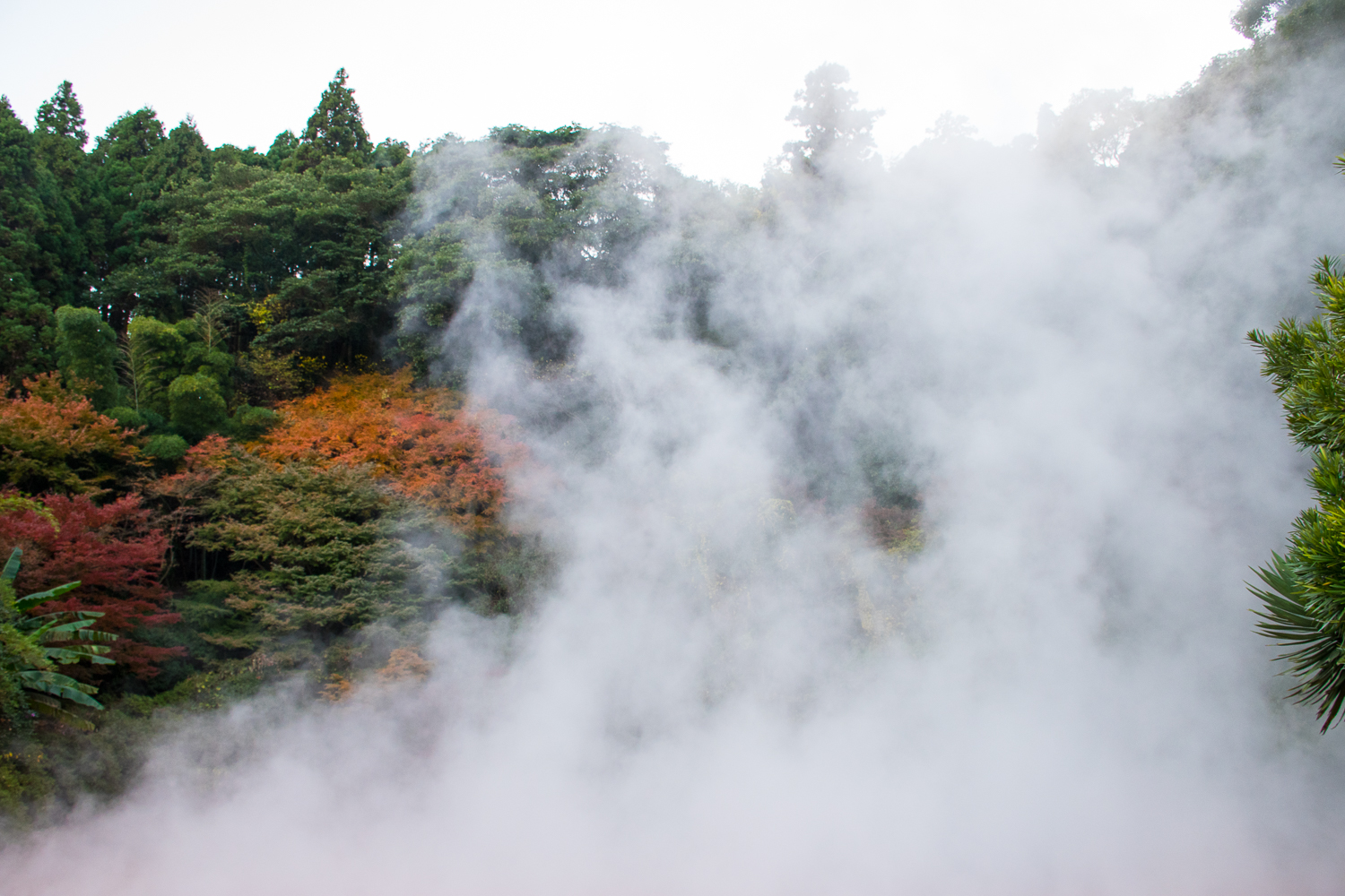 trees and steam of Beppu hells hot spring Beppu hells hotspring