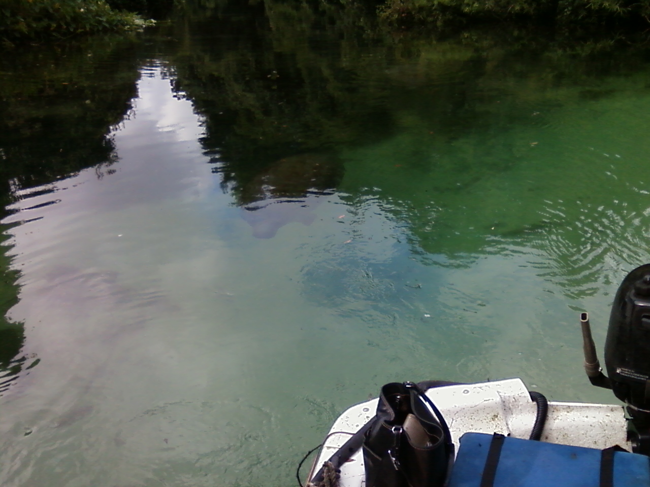 Jon boat following manatee swimming from murky water to clear water