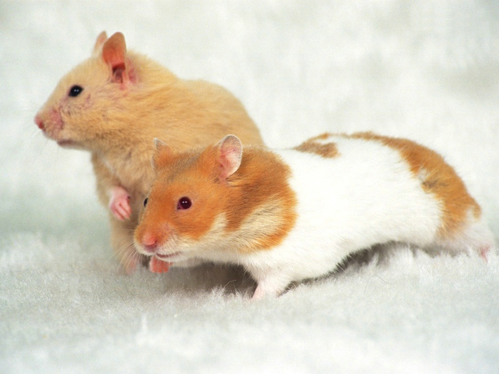 Hamster Wallpapers | Fun Animals Wiki, Videos, Pictures, Stories
