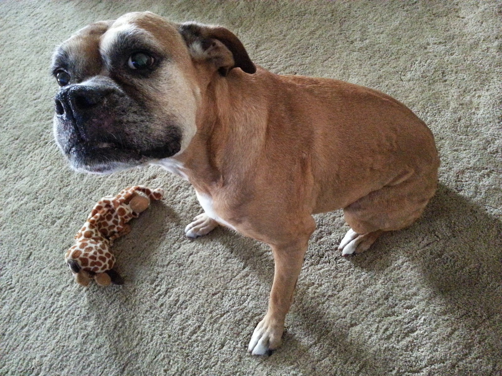 The Boxer Blog Astrid Update Boxer with Hives