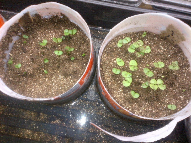 How to save basil seeds The Metro Pioneer