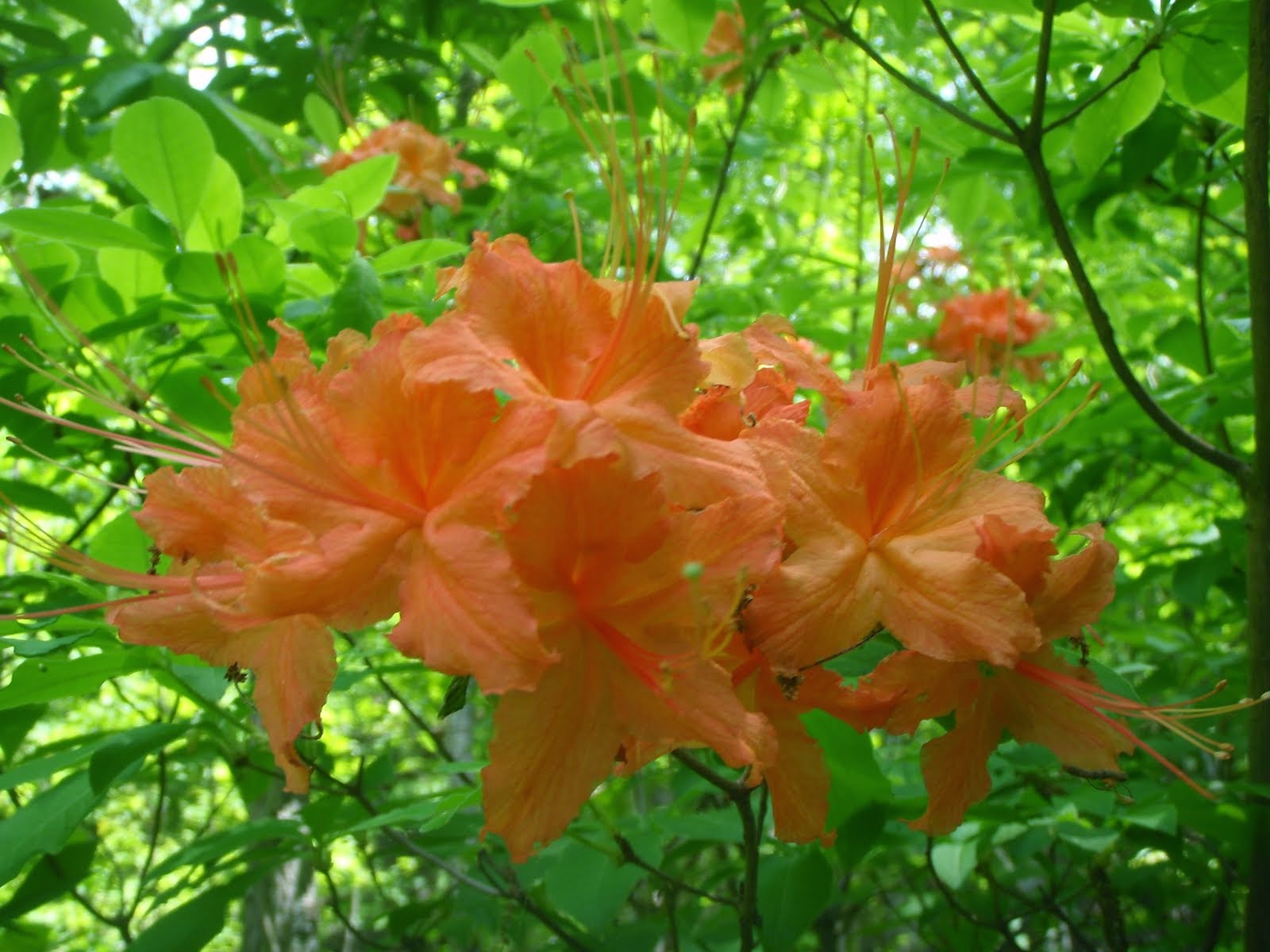 Flame Azalea