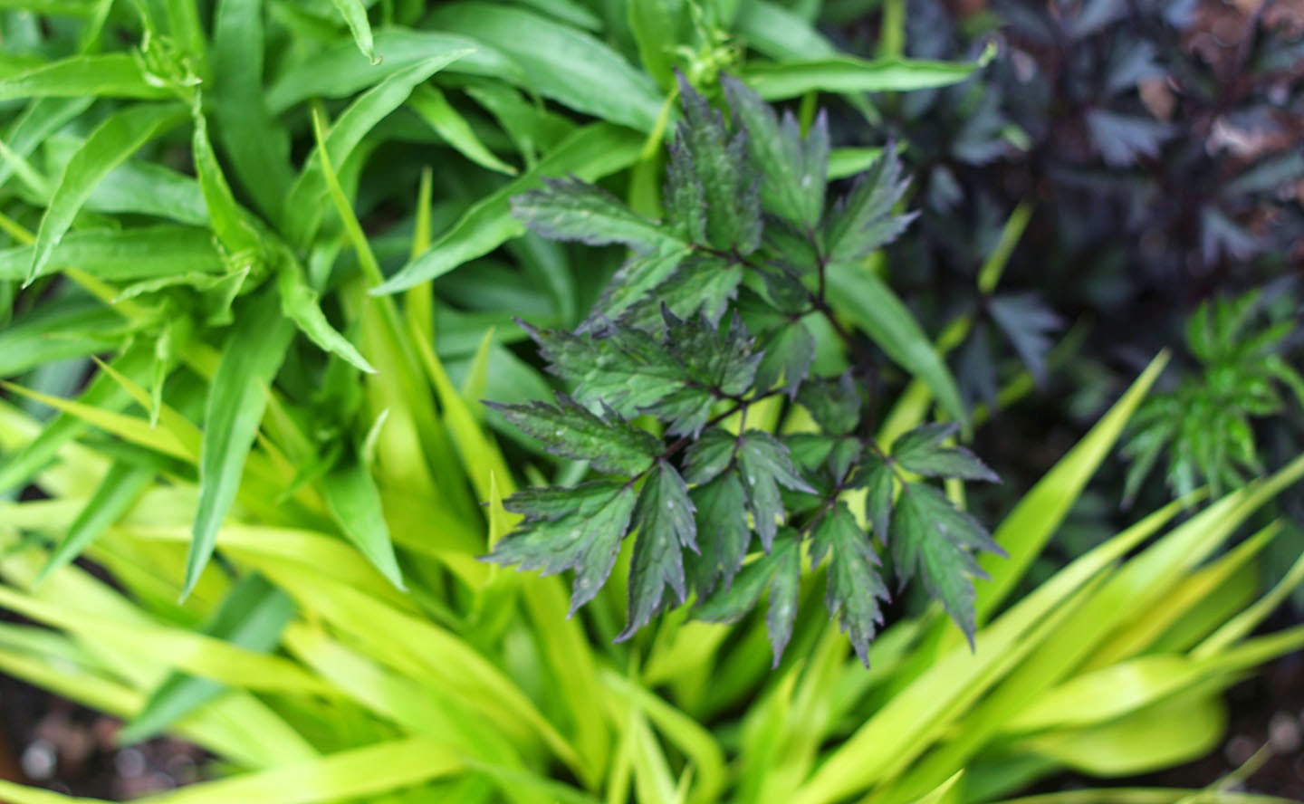 66 Square Feet (Plus) What to plant in semishade, urbanstyle