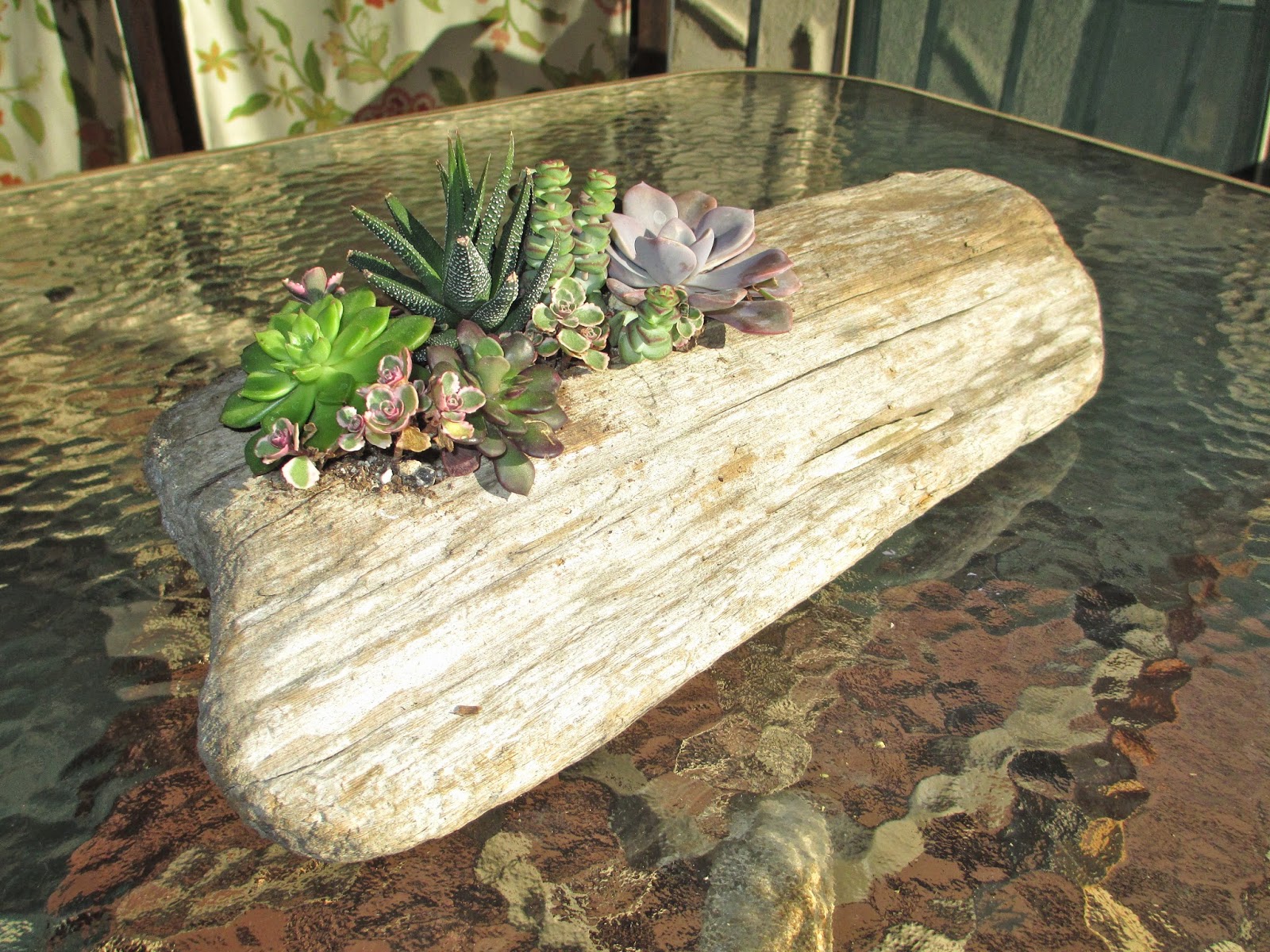 Andie's Way Succulents in Driftwood Planter A Special Gift