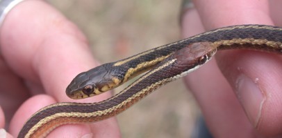 garter/ribbon snakes