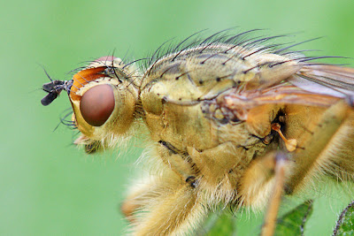 La Mouche à merde