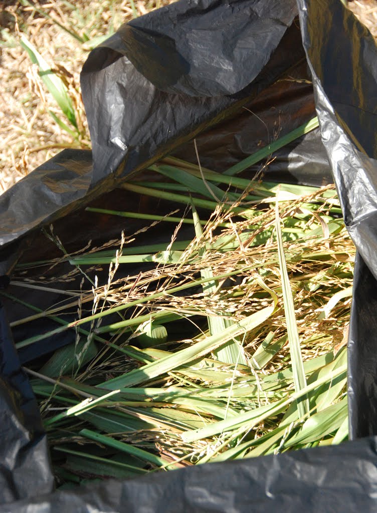 johnson grass chemical to kill