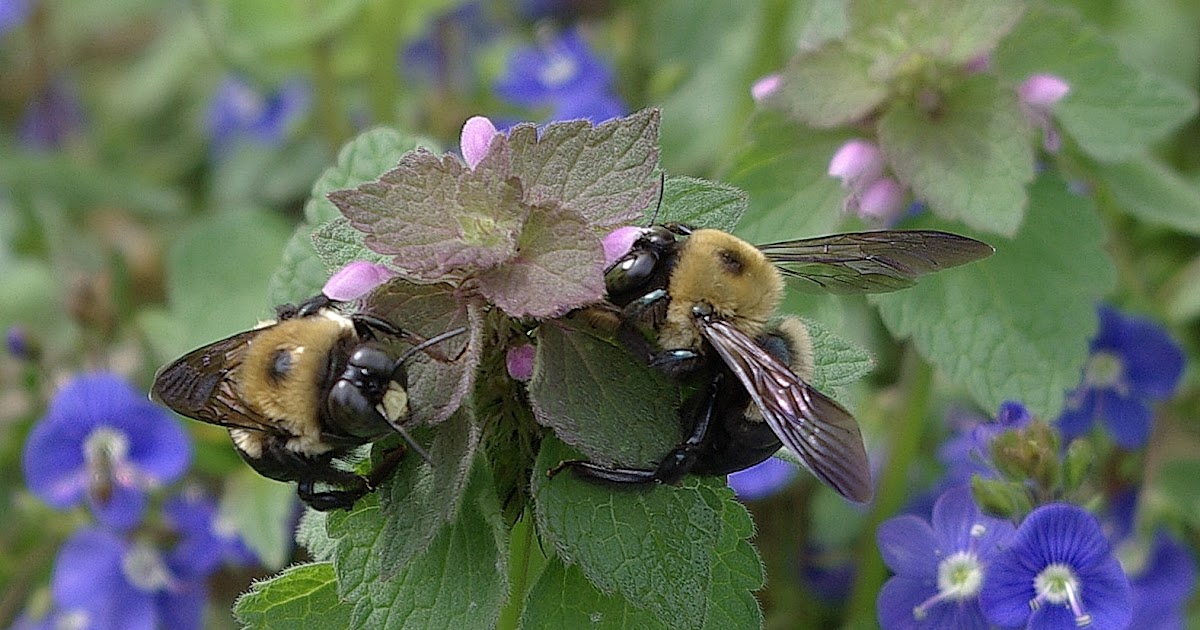 sweetbay Carpenter Bees and Blue Speedwell