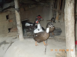 Typical Pakharala village poultry consisting mostly of Ducks.