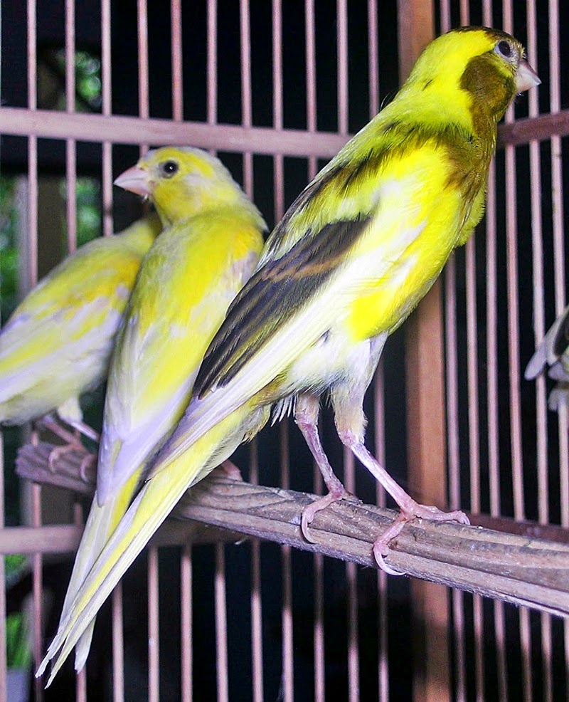 Budidaya Burung Masa Moulting pada Kenari