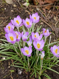 jardin et fleur