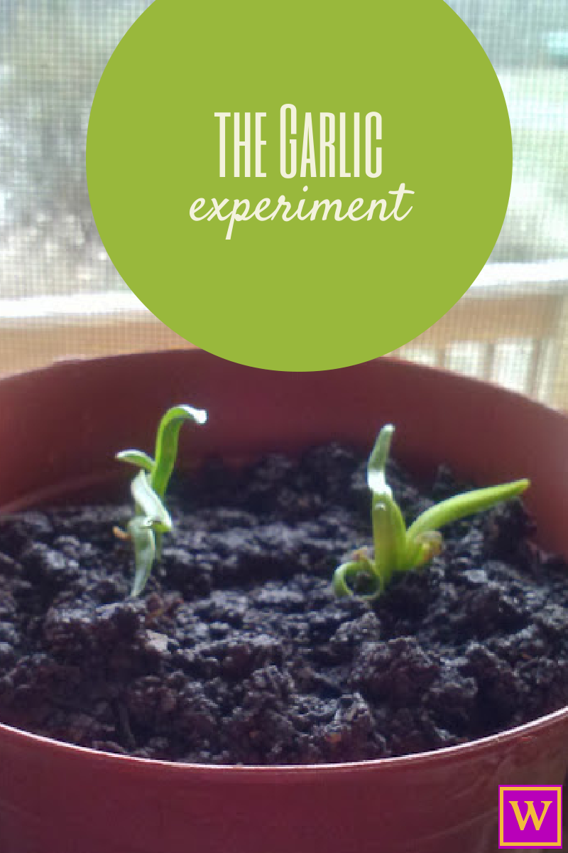 The Garlic Experiment The Winters