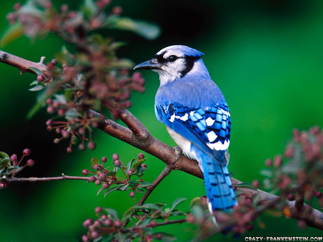 அழகிய பறவைகள் (Beautiful-Blue-Bird-Wallpaper) Beautiful-blue-bird-wallpaper+1+%25281%2529