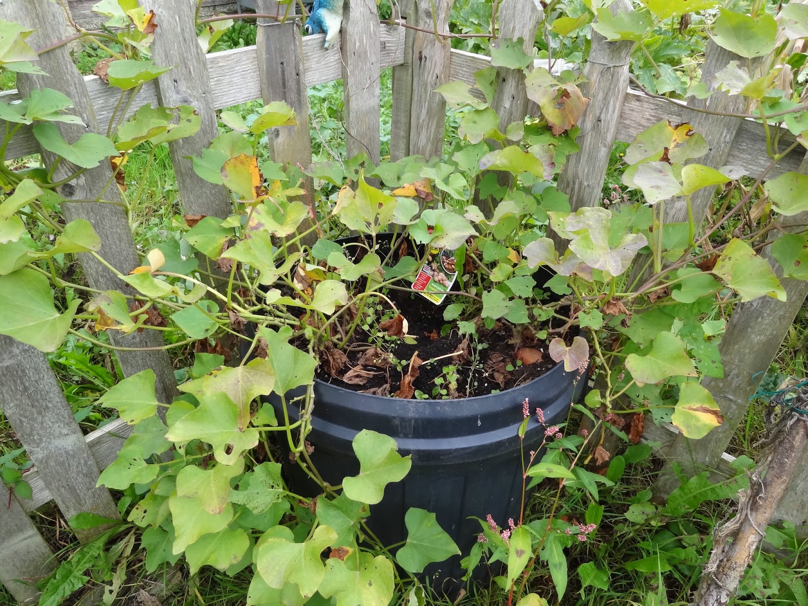 Down on the Allotment Sweet Potato Propagation