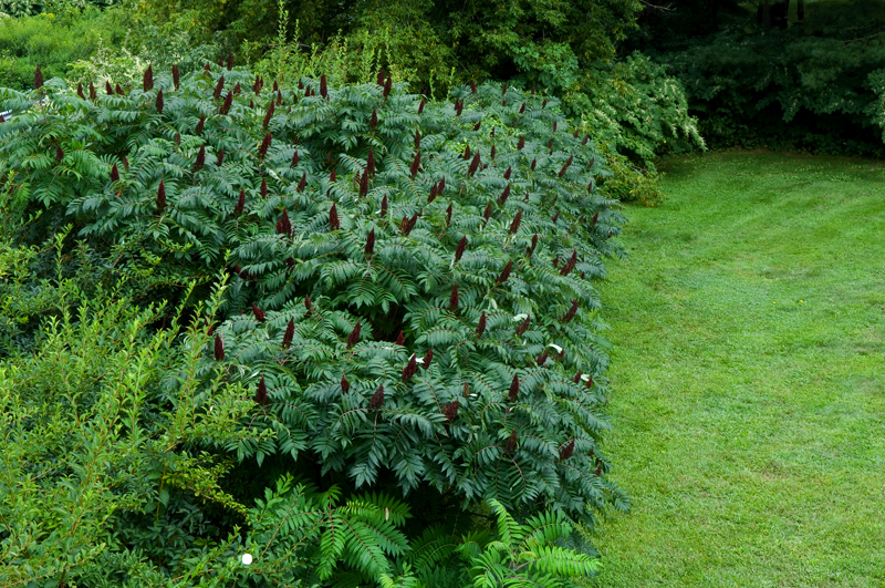 The 3 Foragers Foraging for Wild, Natural, Organic Food Foraging
