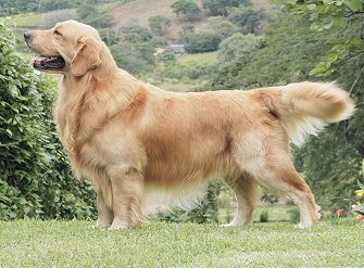 american golden retriever puppies dogs pets american golden retriever american golden retriever puppies dogs pets american golden retriever
