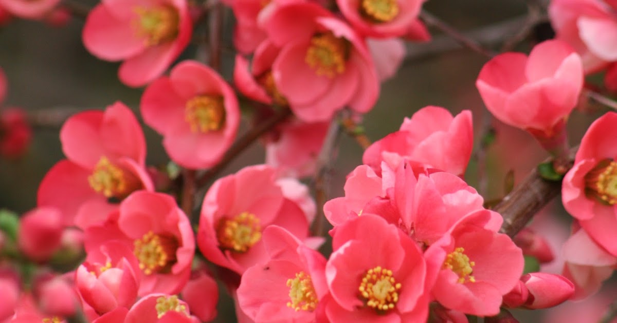 Weigela Wine And Roses The Instapaper