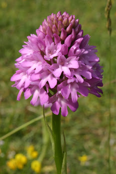 Pyramidal Orchid