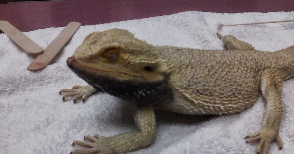bearded-dragon-sick-9.jpg