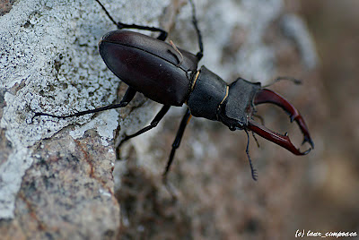 Radasca Lucanus cervus Stag Lucanidae Hirschkäfer Szarvasbogárfélék